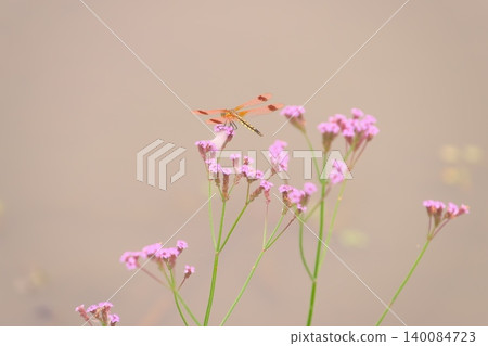 A female of the banded damselfly type perched on a Verbena bonariensis plant by the water's edge. A female of the banded damselfly type perched on a Verbena bonariensis plant by the water's edge. 140084723