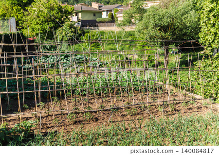 Vegetable garden with handmade wooden trellises and growing crops in rural countryside, organic farming plot Vegetable garden with handmade wooden trellises and growing crops in rural countryside, organic farming plot 140084817