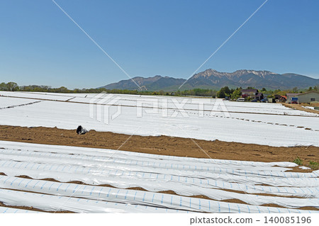 A mulched field overlooking the Yatsugatake Mountains; vast lettuce fields stretch across the spring farmland of Nobeyama Plateau in Nagano Prefecture. A mulched field overlooking the Yatsugatake Mountains; vast lettuce fields stretch across the spring farmland of Nobeyama Plateau in Nagano Prefecture. 140085196