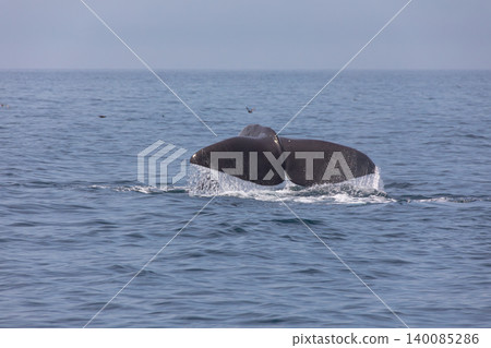 Sperm whale diving off the coast of Rausu Sperm whale diving off the coast of Rausu 140085286