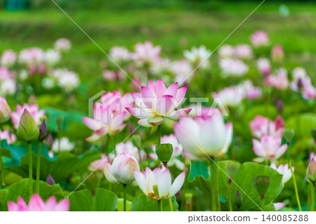 A field of beautiful pink and white lotus flowers blooming under the summer sky. A field of beautiful pink and white lotus flowers blooming under the summer sky. 140085288
