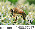 Honey bee on white flower 140085317