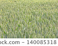 Wheat crop ripening in field 140085318