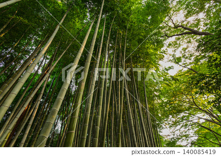2023年9月,在東谷戶花園,一片美麗的竹林直插雲霄。 2023年9月,在東谷戶花園,一片美麗的竹林直插雲霄。 140085419
