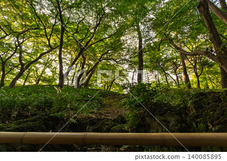 Sunlight filtering through the trees on a slope beyond the bamboo fence at Tonogayato Garden, September 2023. 140085895