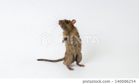 House rat isolated on white background as hantavirus carrier, macro photography of common brown rat mouse transmitting dangerous virus disease House rat isolated on white background as hantavirus carrier, macro photography of common brown rat mouse transmitting dangerous virus disease 140086254
