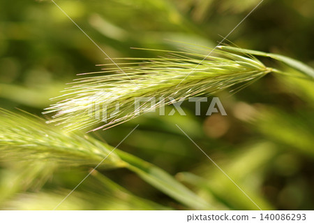 green barley in the morning green barley in the morning 140086293
