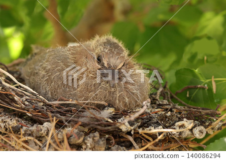 young funny duck on the nest young funny duck on the nest 140086294