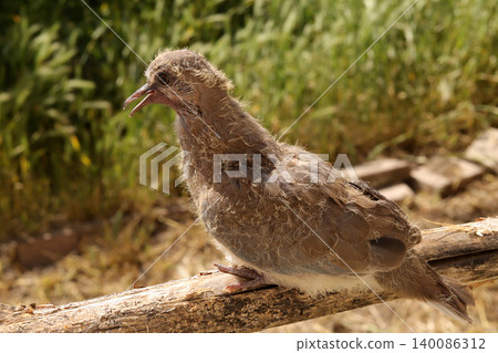 close up portrait of a white pigeon close up portrait of a white pigeon 140086312