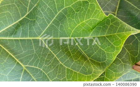 Close up of the texture of the leaves of the Jatropha curcas. Close up of the texture of the leaves of the Jatropha curcas. 140086390