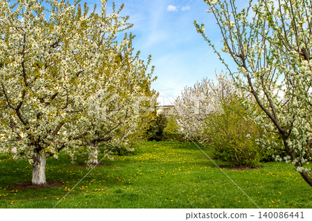 Sunlit orchard with white blossom trees and green grass on a clear spring day Sunlit orchard with white blossom trees and green grass on a clear spring day 140086441