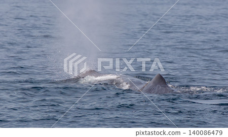 A sperm whale spouting water off the coast of Rausu. A sperm whale spouting water off the coast of Rausu. 140086479