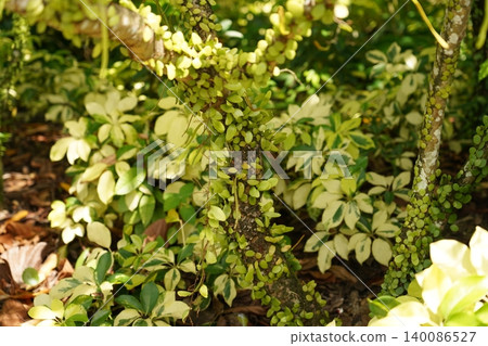 Tropical Garden View with Creeping Plant and Schefflera Arboricola 140086527