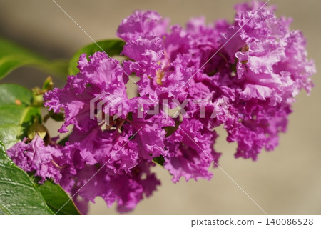 Beautiful Pink Crepe Myrtle Flowers in Bloom Beautiful Pink Crepe Myrtle Flowers in Bloom 140086528