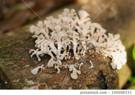 Cladonia Confusa lichen on decaying wood nature macro Cladonia Confusa lichen on decaying wood nature macro 140086531
