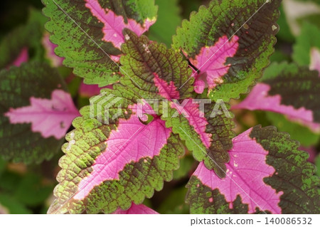Coleus Plant Colorful Leaves Garden Foliage Close Up Coleus Plant Colorful Leaves Garden Foliage Close Up 140086532