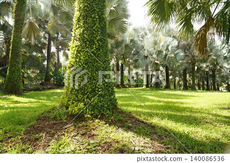 Palm Trees and Greenery in a Tropical Landscape Palm Trees and Greenery in a Tropical Landscape 140086536