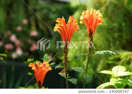 Beautiful Cuphea Flowers Growing in a Garden 140086547