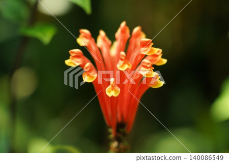 Close up of a Beautiful Scarlet Sage Flower Close up of a Beautiful Scarlet Sage Flower 140086549