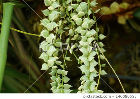 String of Hearts Vine Trailing Plant Ceropegia woodii String of Hearts Vine Trailing Plant Ceropegia woodii 140086553