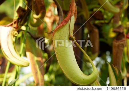 Tropical Pitcher Plant Nepenthes Nature Photography Tropical Pitcher Plant Nepenthes Nature Photography 140086556