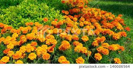 Vibrant orange marigold flowers blooming in a lush green garden bed shot in a wide horizontal frame orientation with natural outdoor lighting. Vibrant orange marigold flowers blooming in a lush green garden bed shot in a wide horizontal frame orientation with natural outdoor lighting. 140086564