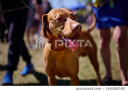 A joyful dog stands among a crowd in a vibrant park, basking in the sunshine and surrounded by people enjoying a fun day outside A joyful dog stands among a crowd in a vibrant park, basking in the sunshine and surrounded by people enjoying a fun day outside 140086590