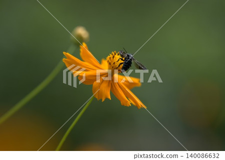 Blue bee and yellow flower Blue bee and yellow flower 140086632