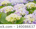 Hydrangea flowers against a natural backdrop of early summer 140086637