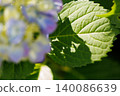 Hydrangea flowers and green leaves in the background 140086639