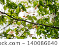 White flowers and fresh green branches against a natural backdrop 140086640