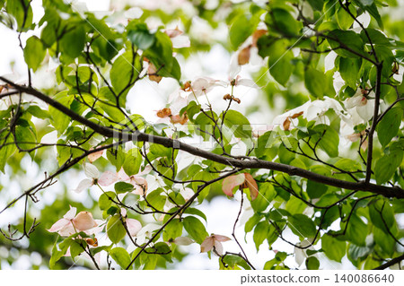 White flowers and fresh green branches against a natural backdrop White flowers and fresh green branches against a natural backdrop 140086640