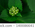 Hydrangea buds and green leaves 140086641