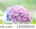 Pink hydrangeas and a background of early summer flowers 140086642