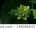 Hydrangea buds against a natural green background 140086643