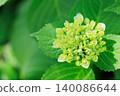 Small hydrangea buds and leaves 140086644