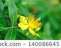 Yellow wildflowers against a green natural background 140086645