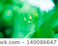 A natural background of green leaves and raindrops 140086647