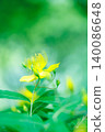Yellow wildflowers and early summer wildflowers 140086648