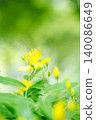 Yellow wildflowers and early summer wildflowers in the background 140086649