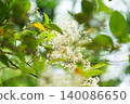 White flowers and fresh green branches in the background 140086650