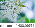 White flowers and a blue sky in a natural background 140086651