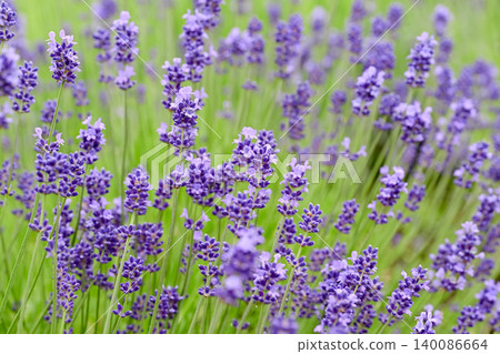 English lavender 140086664