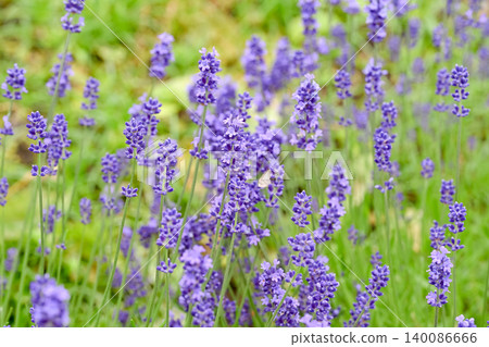 English lavender 140086666