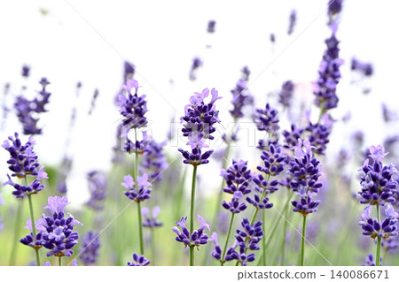 English lavender English lavender 140086671
