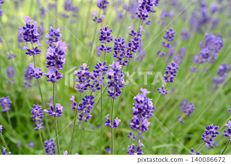 English lavender English lavender 140086672