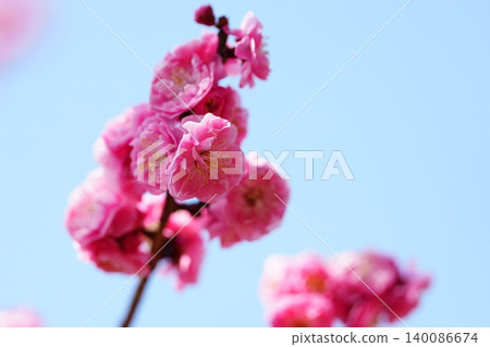 Late-blooming plum blossoms (close-up) Late-blooming plum blossoms (close-up) 140086674