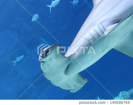 Hammerhead Shark Close-Up Swimming in Blue Aquarium Hammerhead Shark Close-Up Swimming in Blue Aquarium 140086769