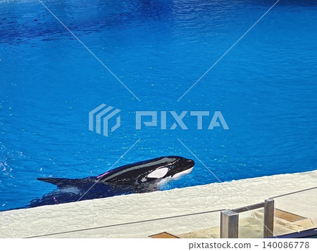 Killer Whale Orca Swimming in Blue Marine Park Pool Killer Whale Orca Swimming in Blue Marine Park Pool 140086778