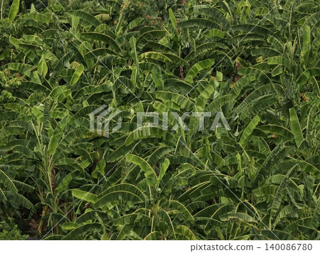 Lush Banana Plantation Dense Canopy from Above Lush Banana Plantation Dense Canopy from Above 140086780